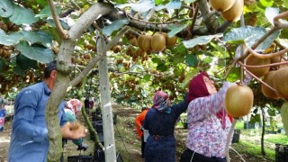 Ülkemizde en fazla kivi üretimi Marmara ve Karadeniz’de var