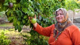 Anamurlu Passiflora Üreticileri Büyükşehir’in Destekleriyle Hasat Yaptı