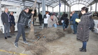 Çiftçilere Trabzon Hurması Ve Ceviz Fidanı Dağıtıldı