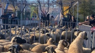 Küçükbaş destekleri 5 yılda 10 bini aştı