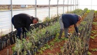Suriye'nin sıfır noktasında hasat: Siparişlere yetişemiyorlar