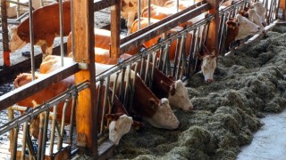 Süt Üretim Miktarı Ekim Ayında Yüzde 8,2 Arttı