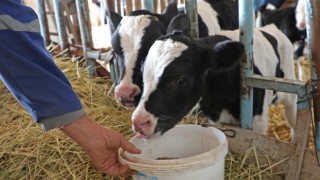 Büyükşehir üreticilere süt yemi desteğine başladı