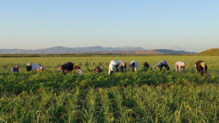 Hatay’da Tarımsal Üretimde Onarıcı Dönüşüm İçin Yola Çıktık…