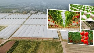 Organize Tarım Bölgeleri Üretime Güç Katmaya Devam Ediyor