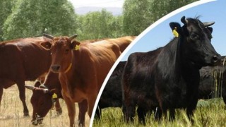 Tarım ve Orman Bakanlığı, İki Yerli Sığır Irkı İçin Halk Elinde Islah Projesi Başlattı