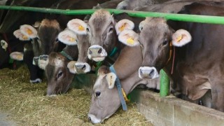 Türkiye, 2024 yılında 600 bin baş besilik sığır ithal edecek