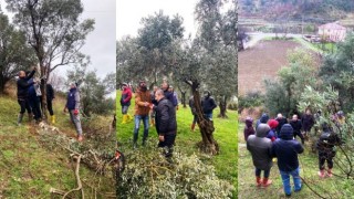 Yakakent’te Zeytin Ağaçları Rehabilete Edilecek