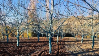 Bordo bulamacı meyve ağaçlarını hastalıklardan ve dondan koruyor