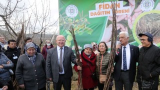 Büyükşehir Üreticilere Meyve Fidanı Dağıtımına Başladı