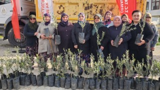 Çanakkale'de yangın mağduru çiftçilere zeytin fidanı desteği