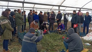 Derik’te Öğrencilere Zeytin Fidanı Üretimi Eğitimi