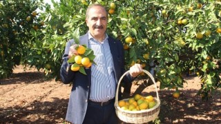 Dünya’nın C vitamini ihtiyacını Türk narenciye sektörü karşıladı