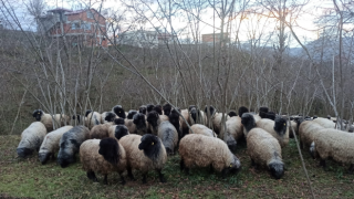 Giresun’da Çepni Koyunu Koruma Altına Alındı