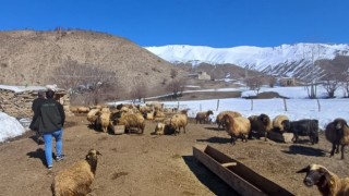 Hakkari’de genç çiftçinin hayvancılık başarısı