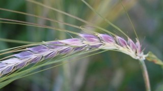 Mor buğday, Rusya’da yeni bir umut oldu