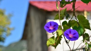 Rusya'da bahçelerin süsü sabah ihtişamı yasaklandı