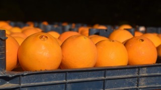 Üretici ve market arasındaki fiyat farkı en fazla yüzde 404,2 ile portakalda