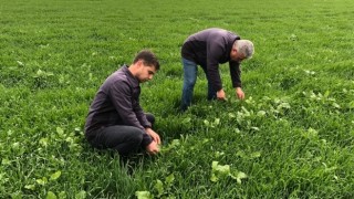 Akhisar’da Buğday Hastalıklarına Karşı Mücadele Devam Ediyor