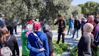 Akhisar’da Zeytin Ağacı Budama Kursları Devam Ediyor