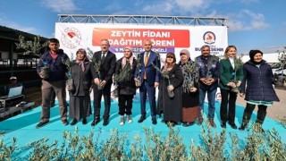 Büyükşehir’in zeytin fidanı seferberliği sürüyor