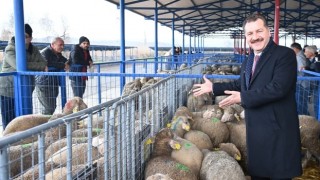 Koyunculuk alanında bu kadar destekleme veren başka bir il yok