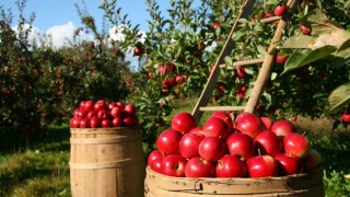 Türkiye Bitkisel Ürün Denge Tabloları Açıklandı