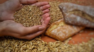 2024 yılı 1 kilogram buğday üretim maliyeti 10 lira 87 kuruş