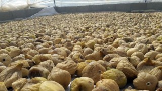 Cennet meyvesi kuru incirde sezonun ilk yarısında ihracat yüzde 21 arttı