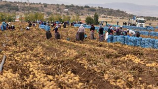 Ekmen: Yeni Cumhurbaşkanlığı Genelgesi Mevsimlik Tarım İşçilerine Umut Olabilir