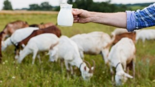 Toplanan İnek Sütü Miktarı Yüzde 13 Arttı