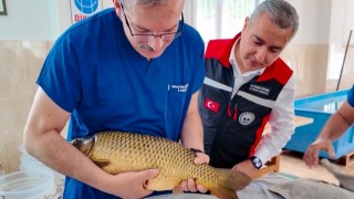 Adana İç Sularına Bereket! 12 Milyon Yavru Sazan Hedefiyle Balık Üretim Sezonu Başladı!