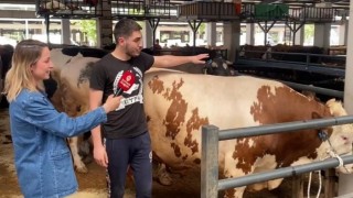 Araba Fiyatına Kurbanlık Dana!