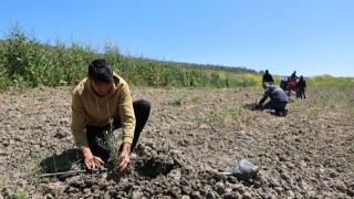 Atıl Araziye 800 Zeytin Fidanı Dikildi, Üretimde Hedef Yüzde 40 Artış!