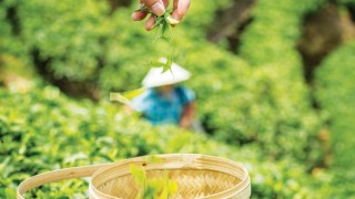 Bakanlık Duyurdu: 2025 Yaş Çay Fiyatı Açıklandı, İşte Yeni Rakam