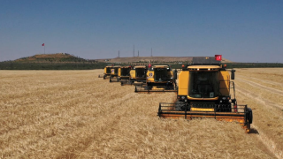 Ceylanpınar’da Hasat Sezonu Başladı: 562 Bin Dekarda Üretim Hedefi