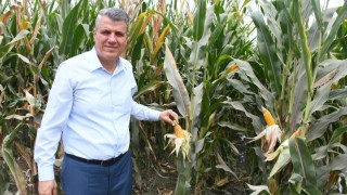 CHP'den Mısır İthalatına Sert Tepki: Çiftçi Vuruluyor