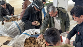 Çiftçilere Büyük Destek: Ücretsiz Patates Tohumu Dağıtıldı!