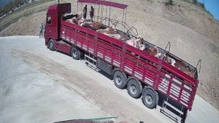 Kurban Bayramı Öncesi Sıkı Denetim: İki Tıra Belgesiz Hayvan Naklinden Ceza!
