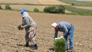 Manyas Ovası’na Kesintisiz Su: Çiftçiye Verimli ve Kazançlı Sezon Müjdesi