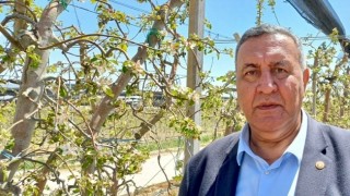 Niğde'de Zirai Don Felaketi: Elmanın %95'i Gitti!