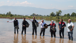 Osmanlı Sofralarının Gözdesi "Konuralp Pirinci" Yeniden Canlanıyor!