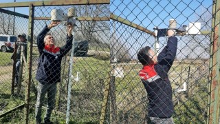 Samsun'da Elma İç Kurdu Alarmı: Üreticilere Erken Uyarı!