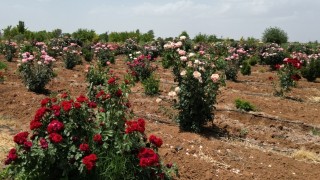 Şanlıurfa’nın parkları kendi fidanını yetiştiriyor