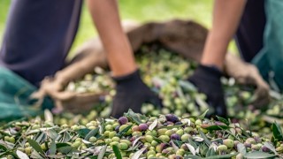 Sofralık zeytin ihracatı 250 milyon dolara koşuyor
