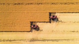 TMO: Buğday ve Arpa Alımları 12 Mayıs'ta Başlıyor