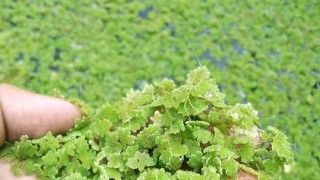 48 Saatte Servete Dönüşen Bitki: Azolla