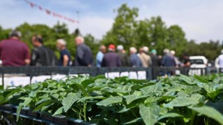 Çiftçiye Müjde: Yüzde 100 Hibe Sebze Fidesi Desteği Başladı!