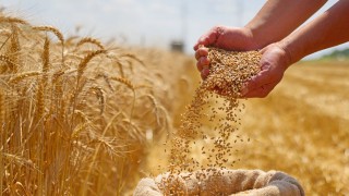 FAO Uyardı: Mısır ve Buğdayda Azalan Stoklar, Fiyat Baskısını Artırabilir
