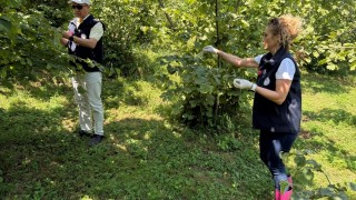 Fındığın Kabusu Kahverengi Kokarca'ya Karşı Samuray Arıları Giresun'da Görevde!